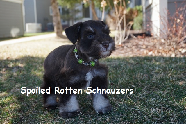 teddy bear schnauzer