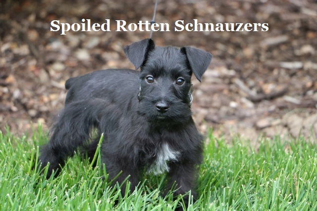 toy black schnauzer