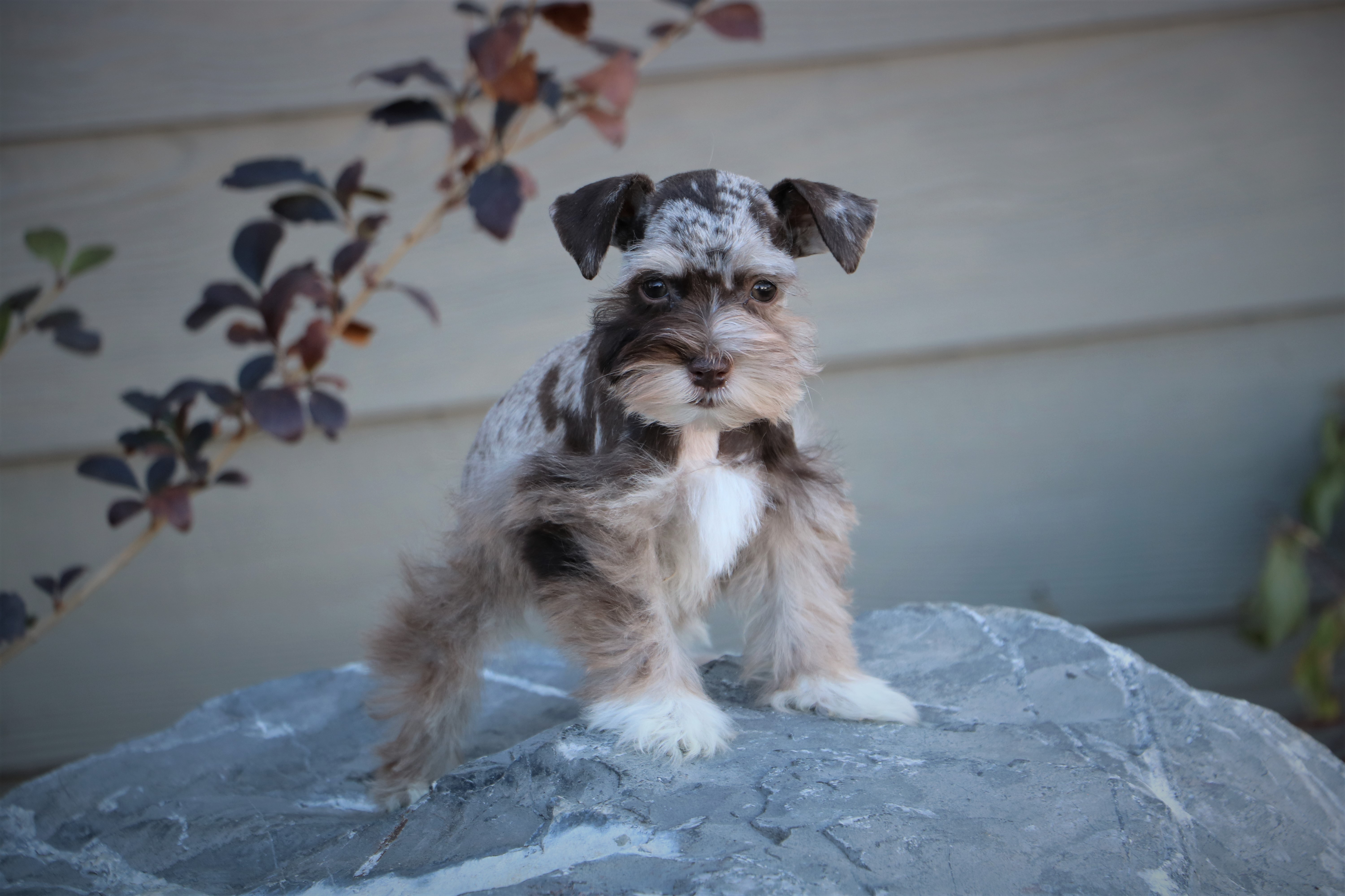 Chocolate sales merle schnauzer