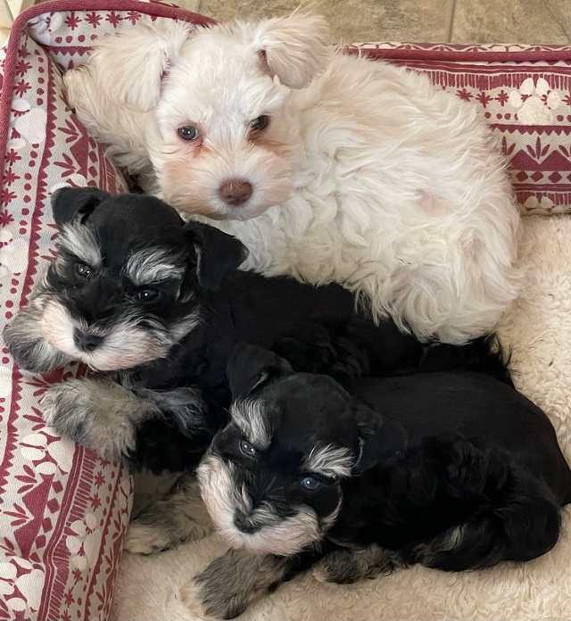 Lonestar farms hot sale miniature schnauzers